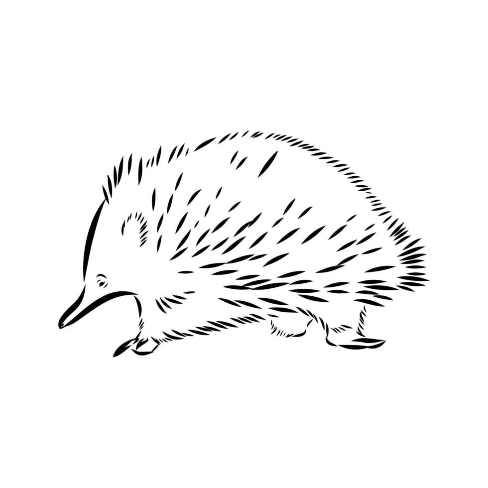 The echidna animal is a handmade drawing vector