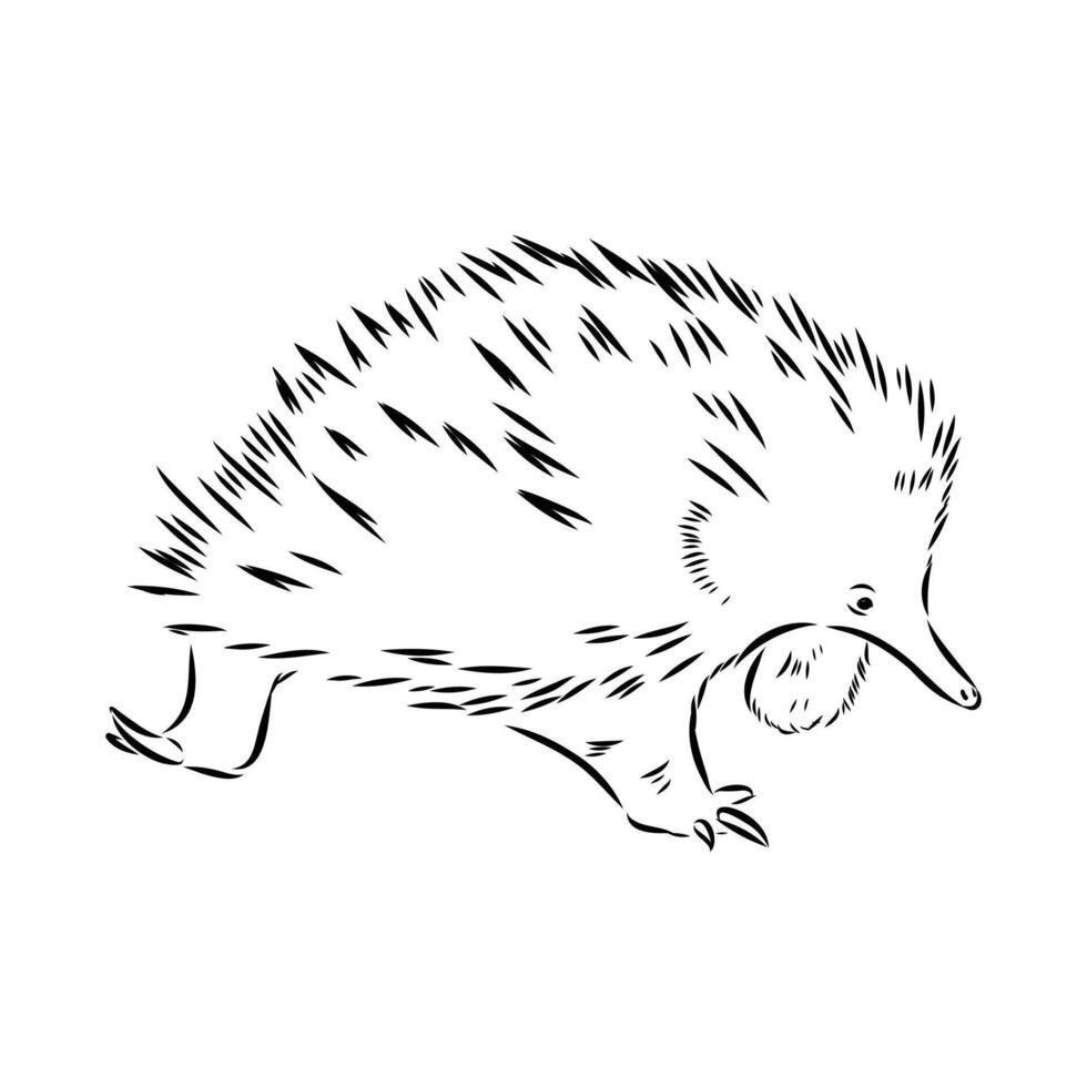 Animal echidna drawing vector