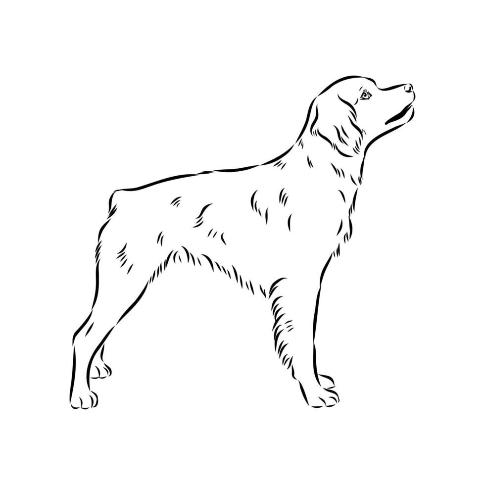 cop dog Breton epagnole handmade sketch vector