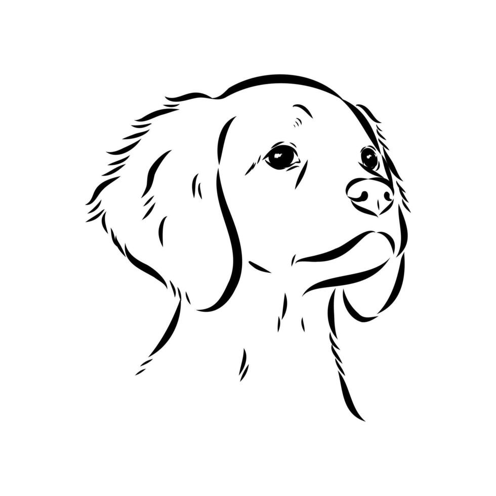 The head of a police dog Breton epagnole sketch vector