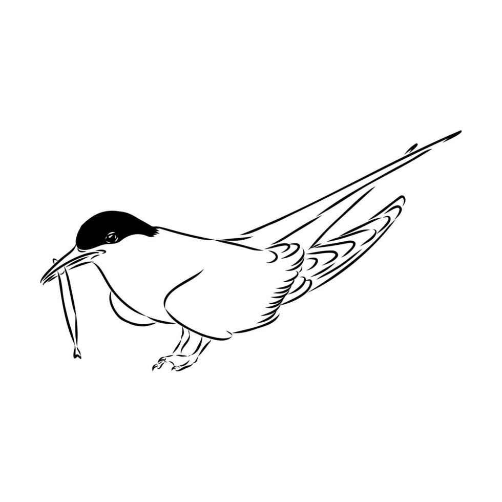 seagull tern hand sketch vector