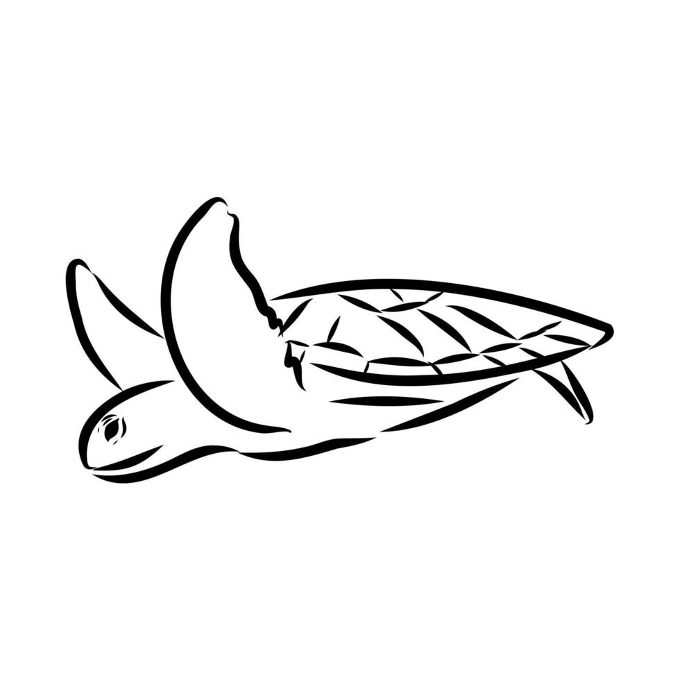 swimmer sea turtle hand-drawn vector