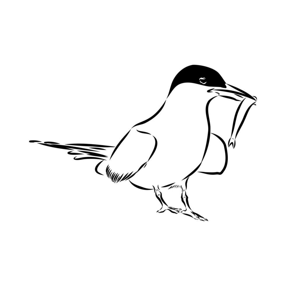 seagull tern black and white sketch vector