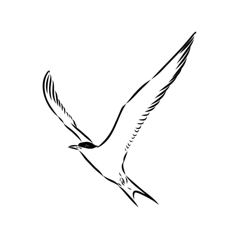 flying bird tern handmade drawing vector