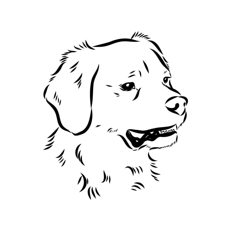 The head of a hunting dog Breton epagnole sketch vector