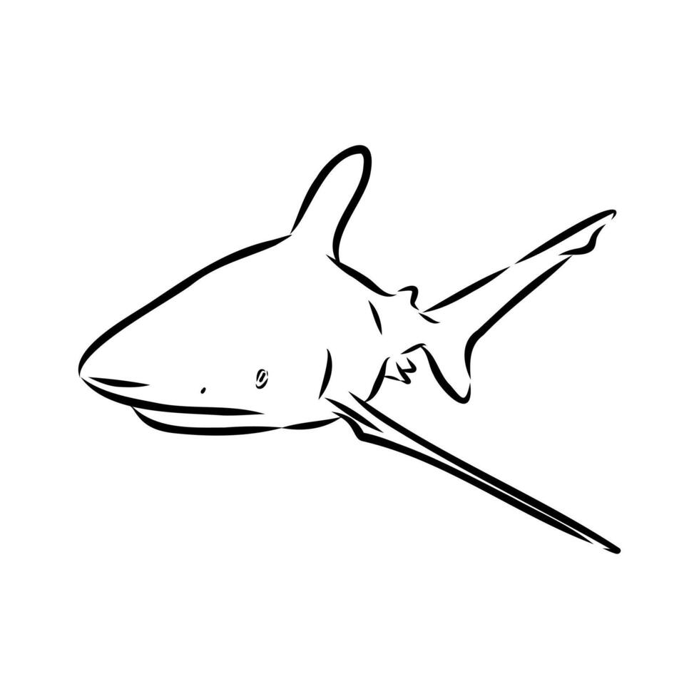 Ancient cartilaginous fish shark drawing vector