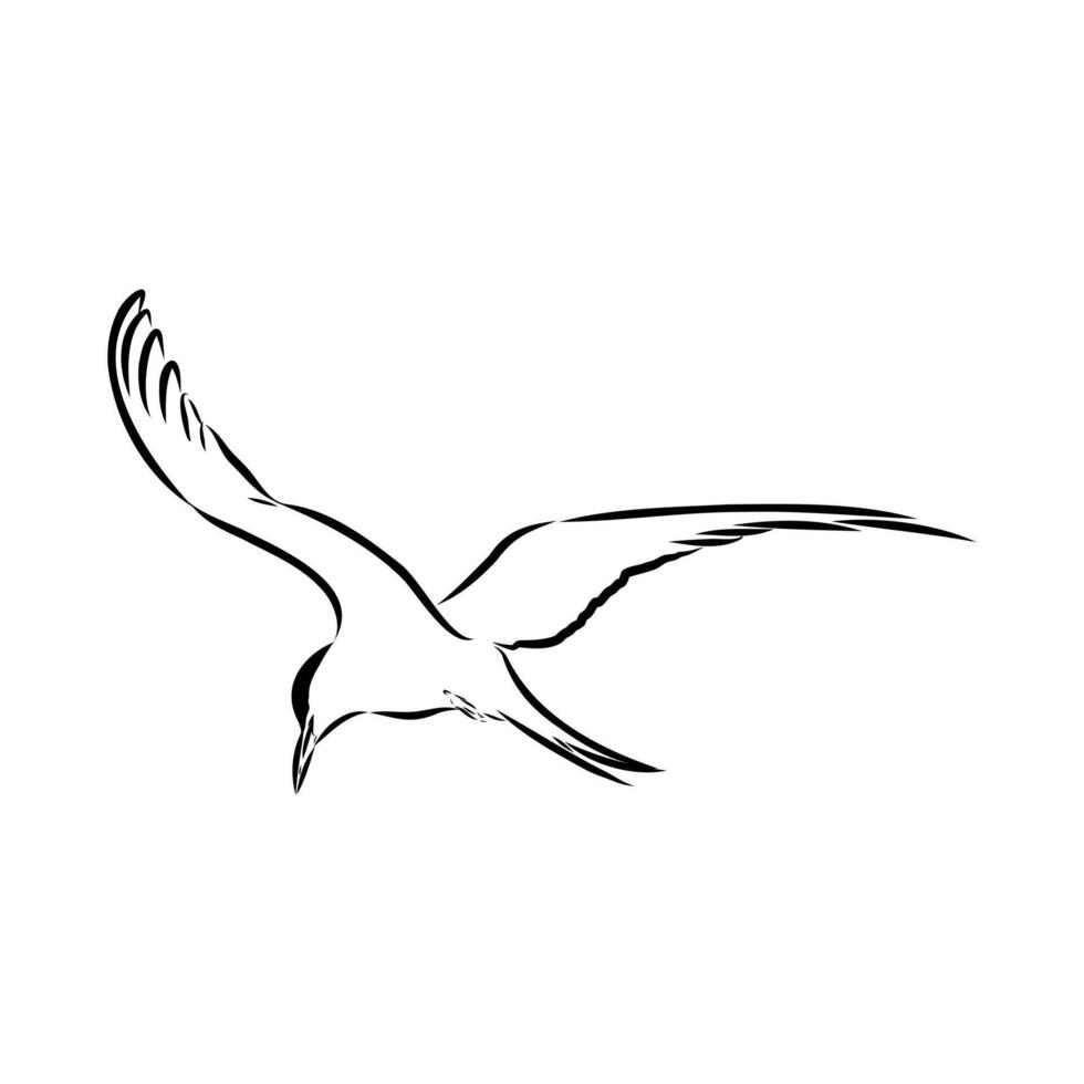 tern bird black and white sketch vector