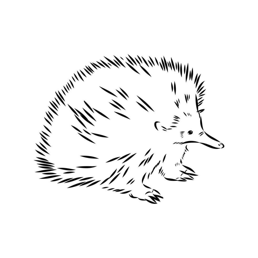 Australian animal echidna sketch vector