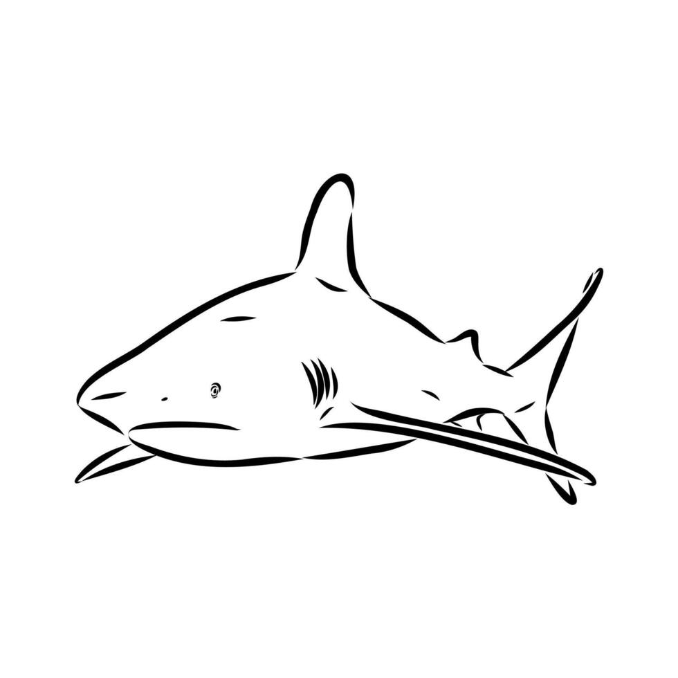 ancient predatory fish shark hand sketch vector