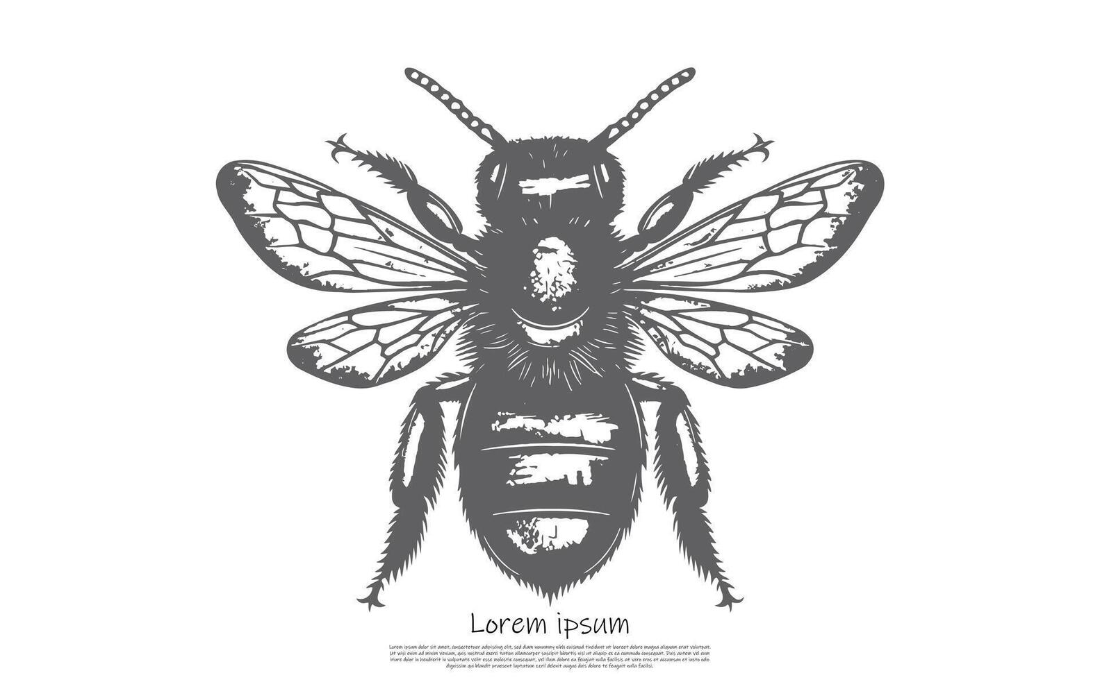Detailed Sketch of a Honeybee with Wings on a White Background in Gray vector