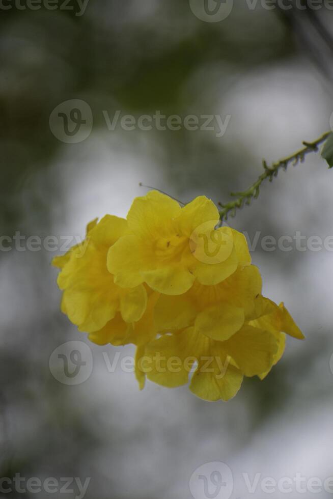 Yellow flowers with a natural background, lots of circular bokeh. photo