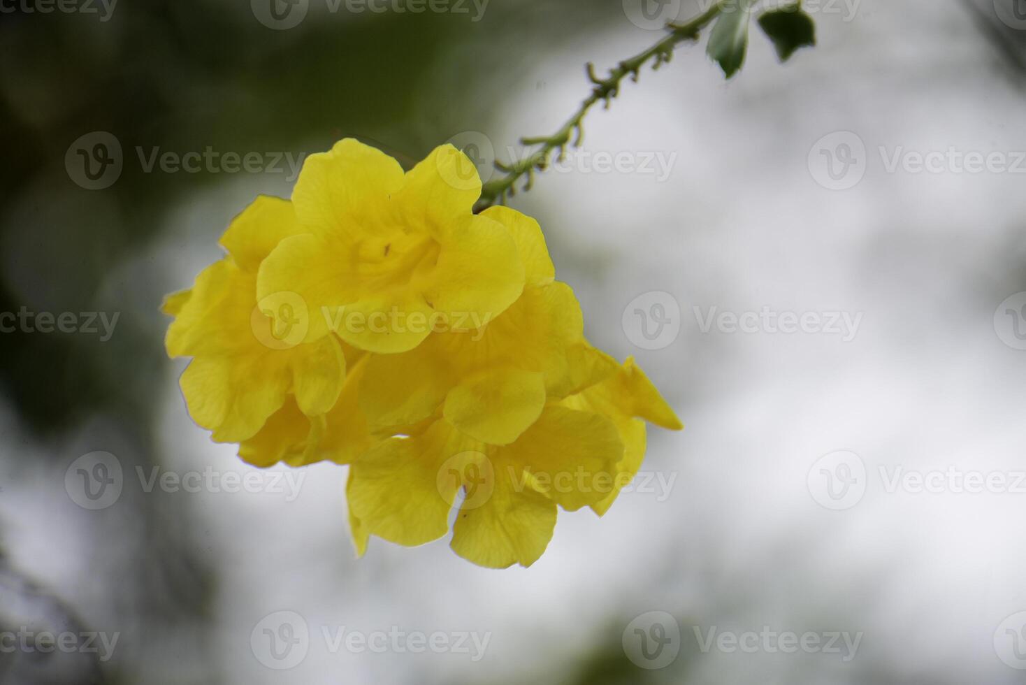 Yellow bell -shaped flowers on a tall tree have beautiful bokeh. photo