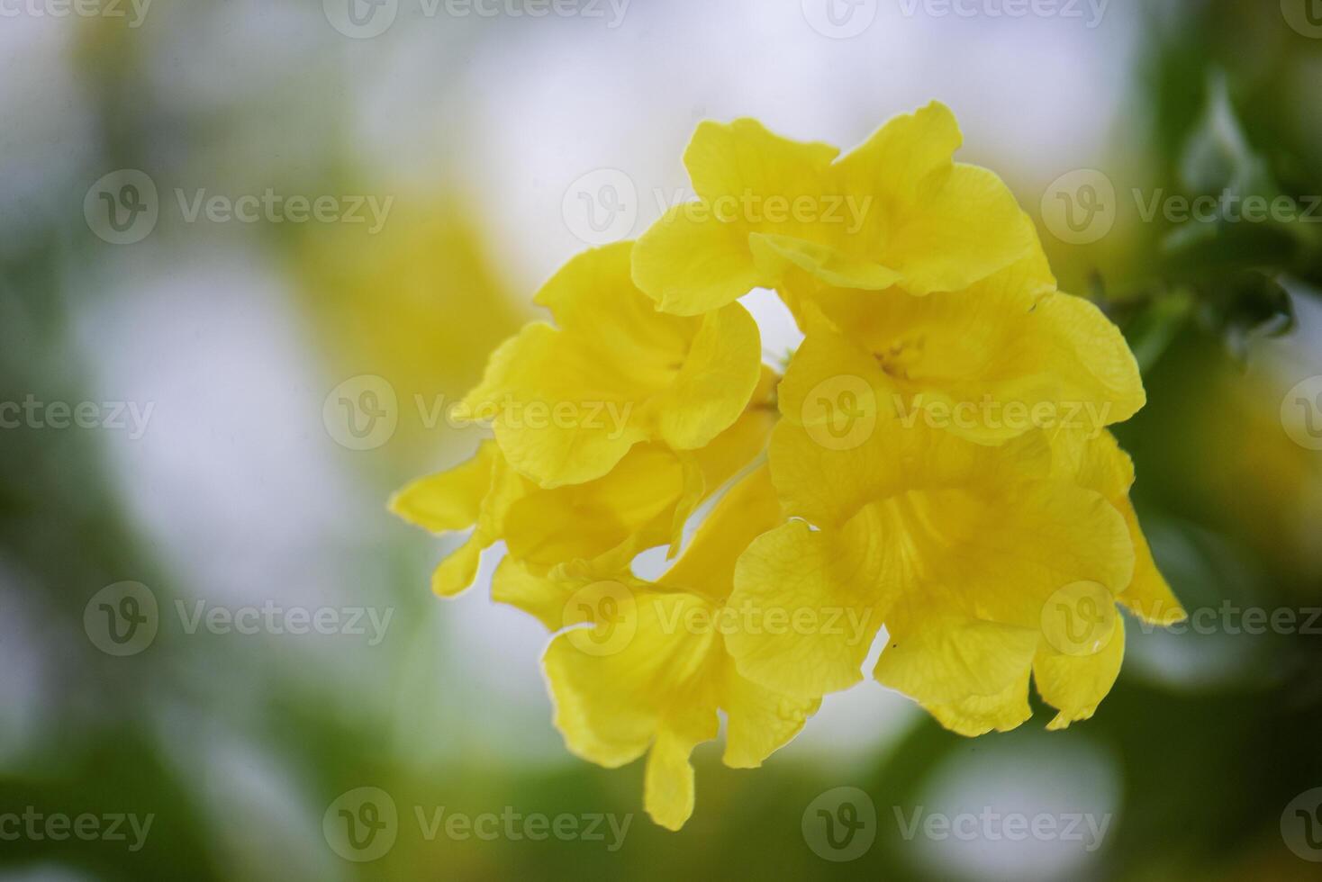 Yellow flowers with natural background, bokeh photo