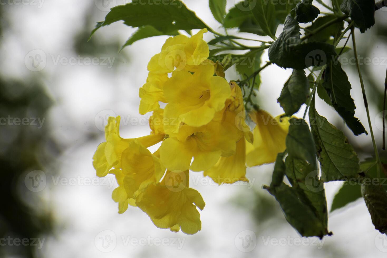 Yellow bell- shaped flowers on a tall tree have beautiful bokeh. photo