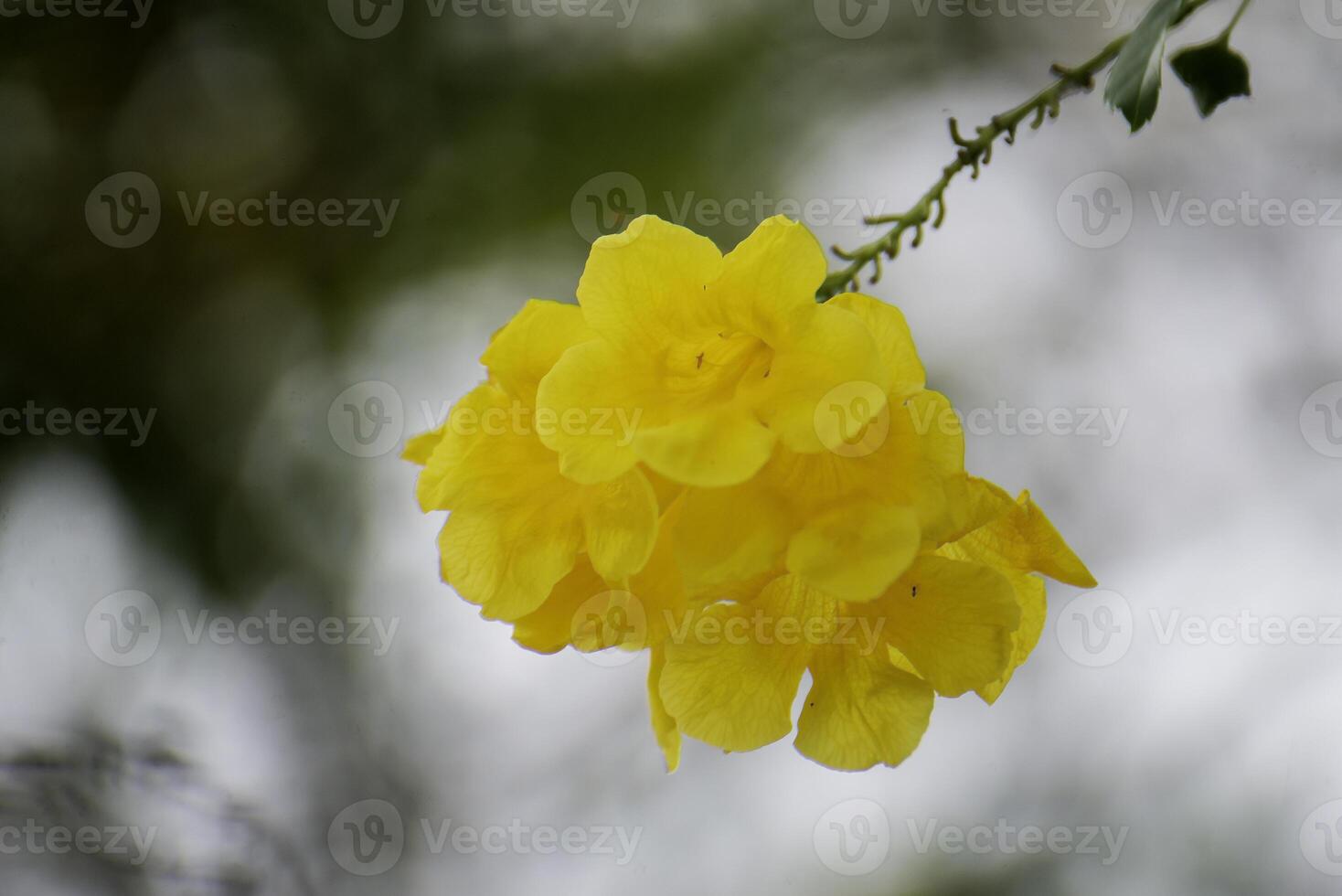 Yellow flowers with a circular bokeh background. photo