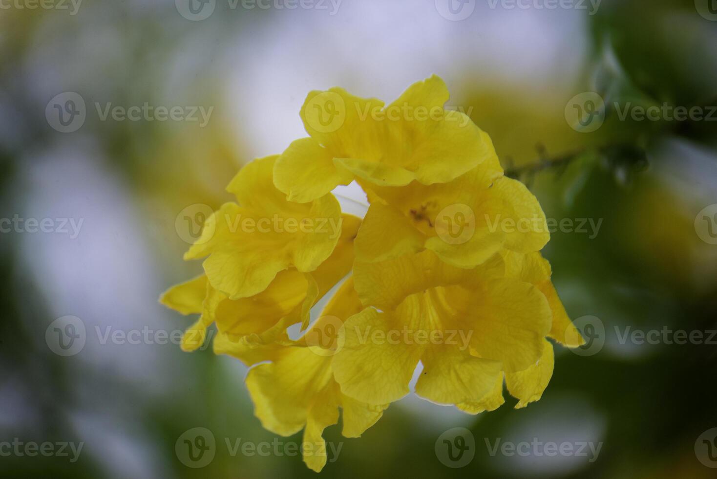Yellow flowers with natural background, round bokeh photo
