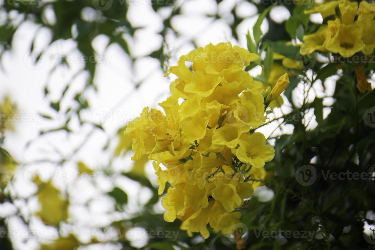 Yellow flowers with a beautiful circular bokeh background. photo