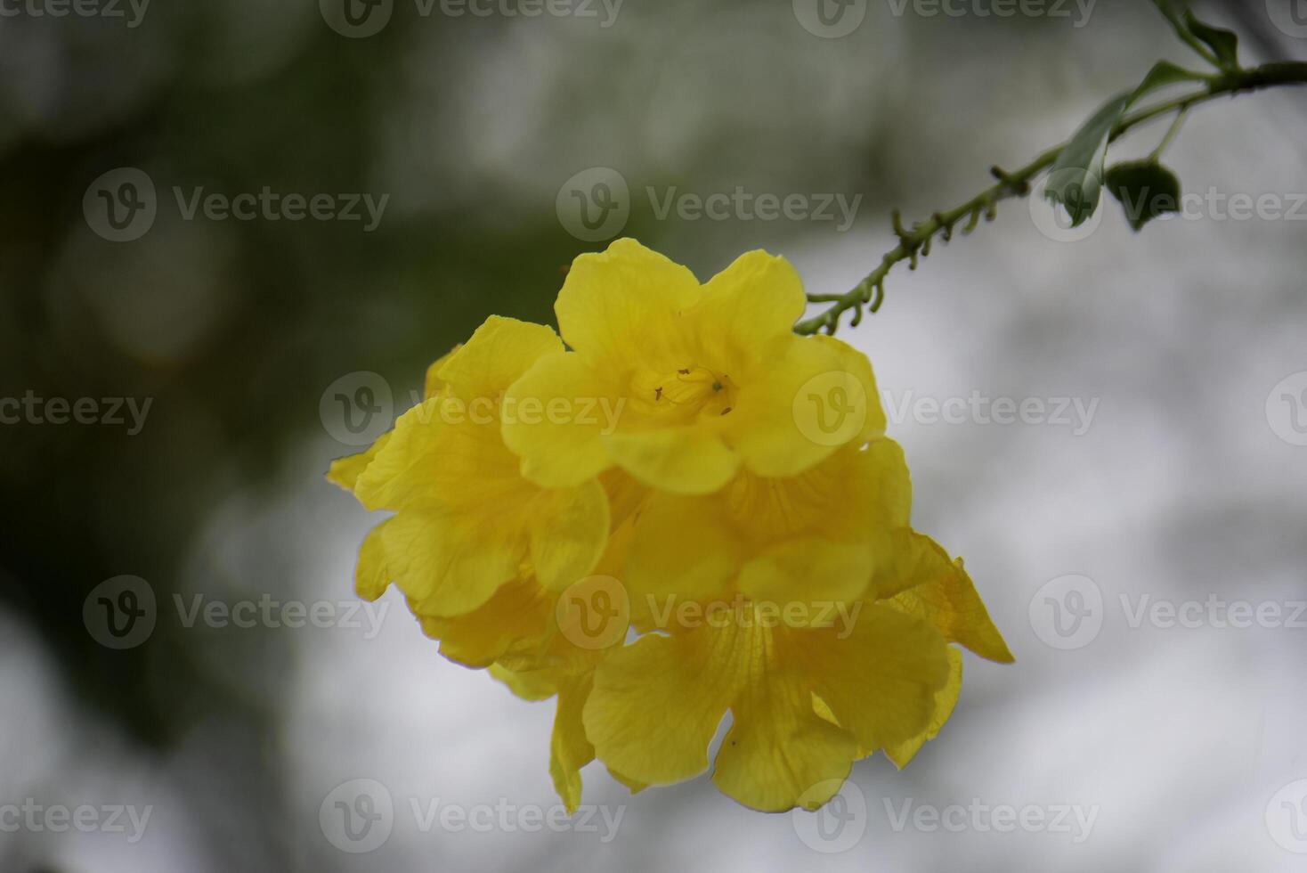 Yellow bell - shaped flowers on a tall tree have beautiful bokeh. photo