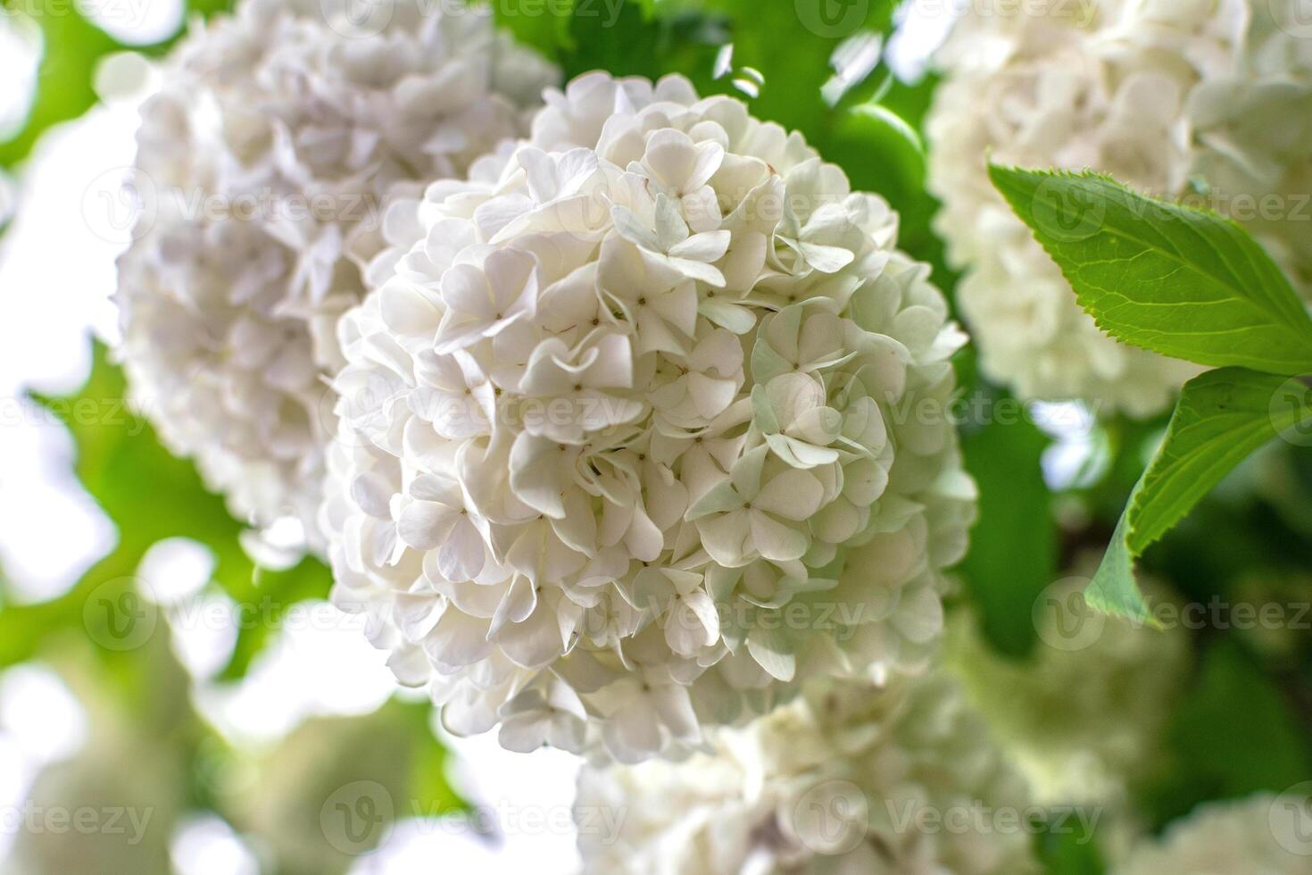 Viburnum opulus roseum, snowball viburnum is a large deciduous shrub bending under the weight of its pure white ball-shaped flowers, pure photo