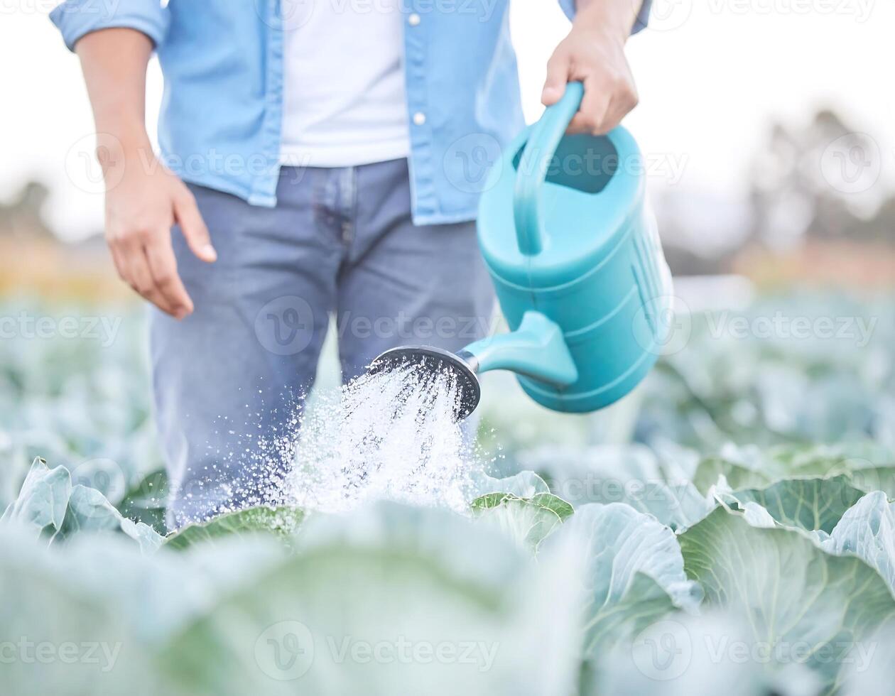 Top View of Farmer Irrigating Cabbage with Watering Can photo