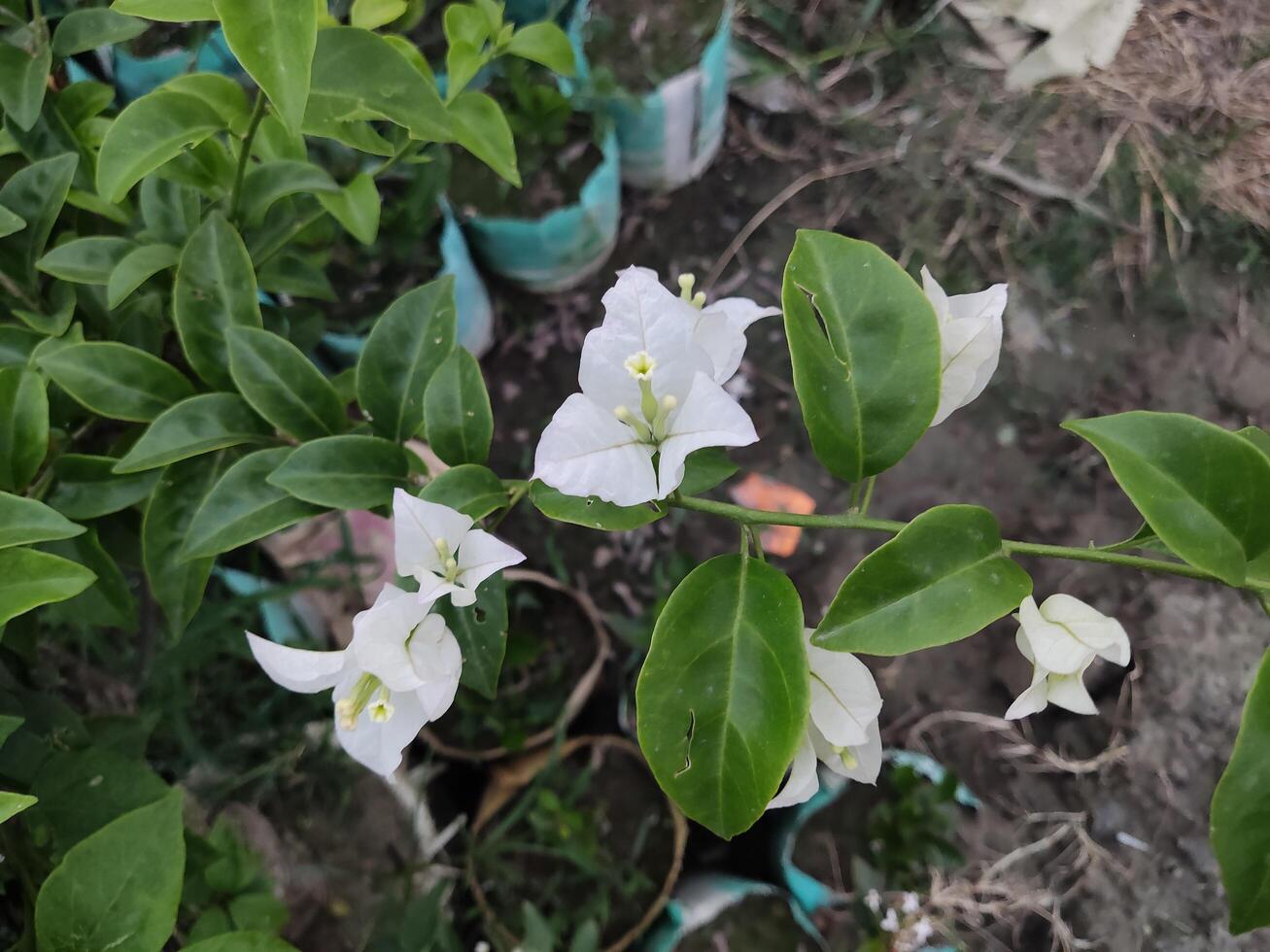 White flowers are growing on a tree photo