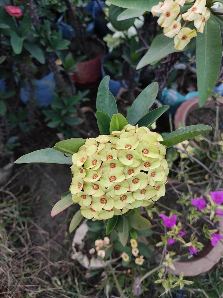 Euphorbia milli, Euphorbia milii flower photo