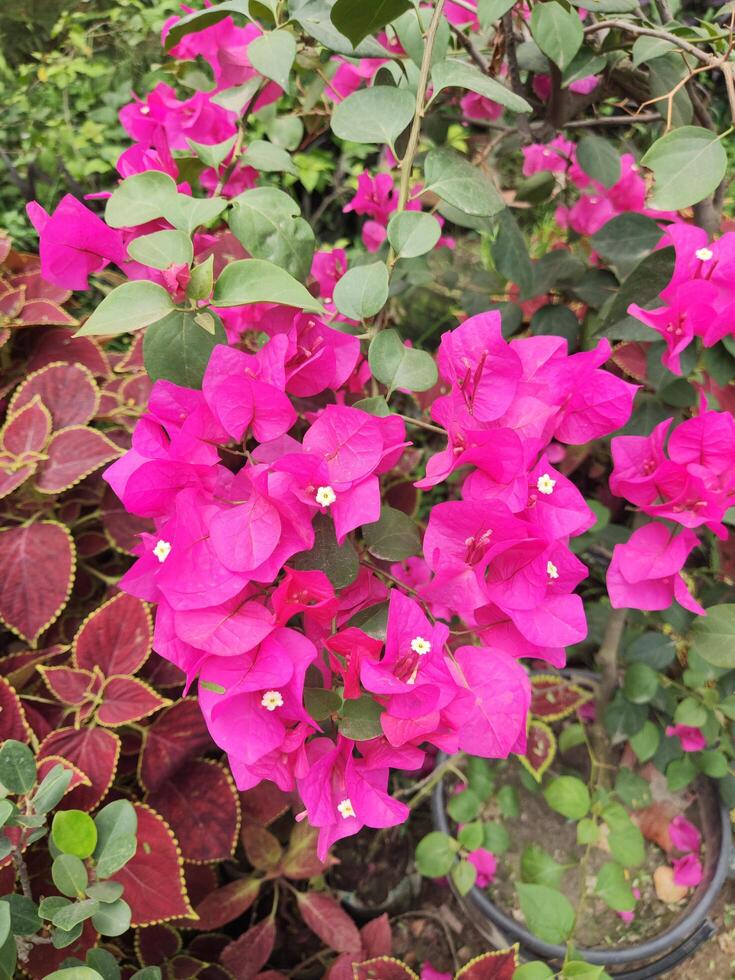 Bougainvillea flowers in hand on the nature background. photo