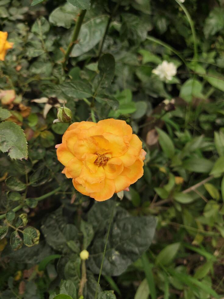 Orange rose in the garden, closeup of photo with selective focus