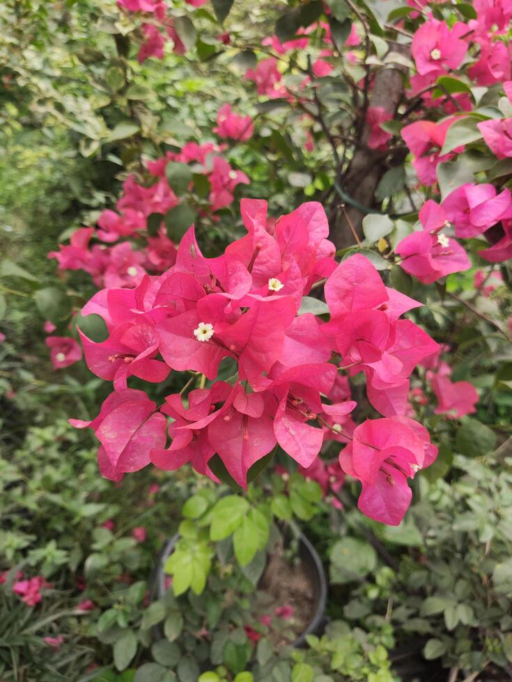 Bougainvillea flowers in the garden, closeup of photo