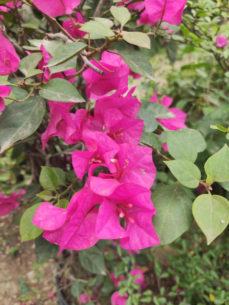 Pink bougainvillea flowers in the garden, stock photo