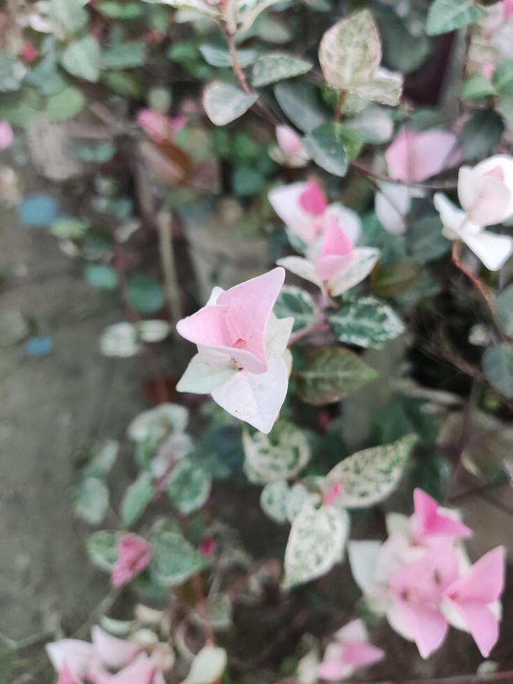 Pink flowers in the garden photo