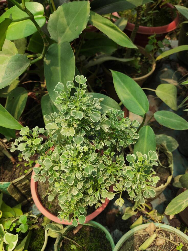 Top view of a small green plant in a pot in a garden photo