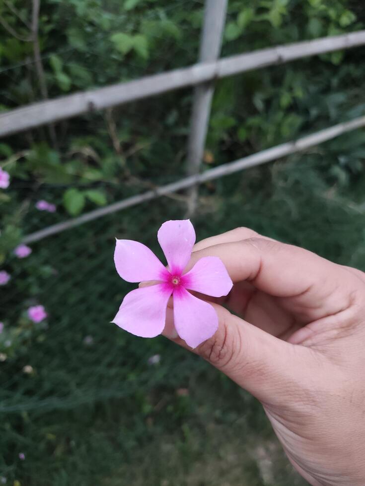A person holding a pink flower in front of a garden photo