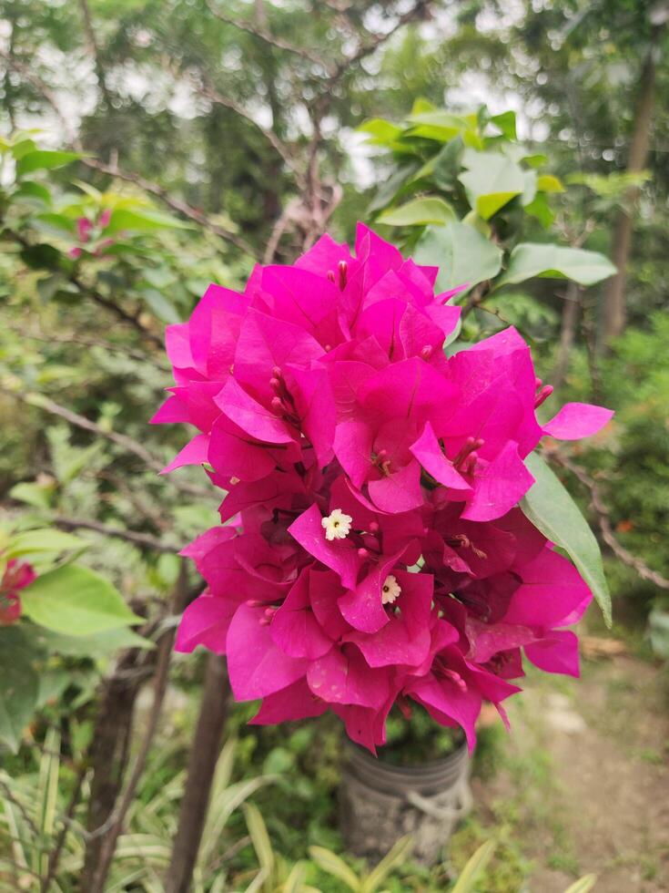 Pink bougainvillea flowers in the garden, Bangkok, Thailand photo