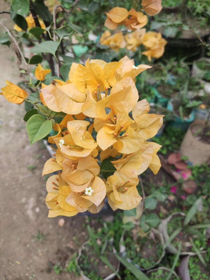 Paper flowers or Bougainvillea glabra in the garden photo