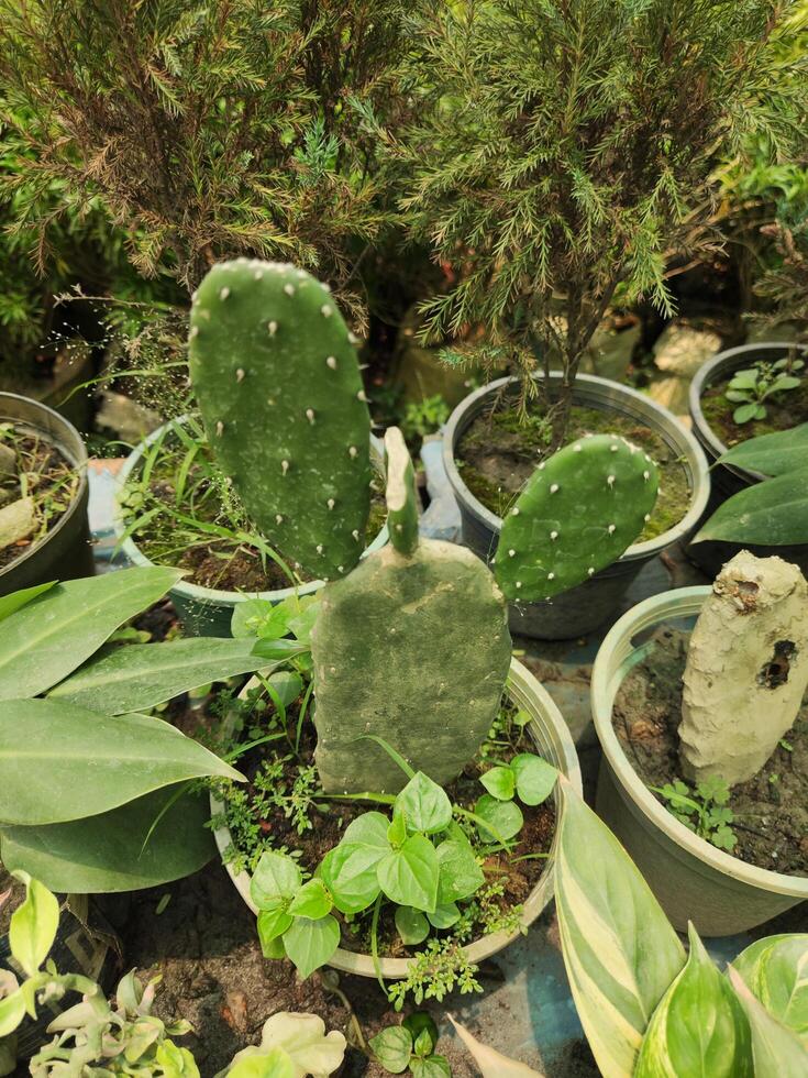 Cactus in the garden. Cactus in the garden. Cactus in the garden photo