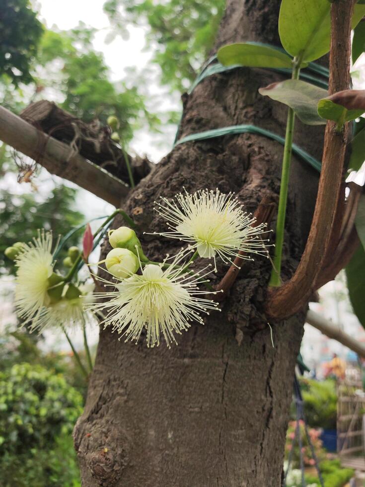 Close-up of a blooming Rose Apple flower on a tree trunk. photo