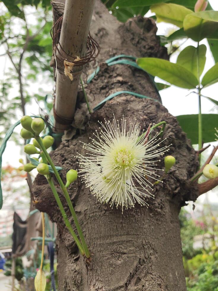 a tree with flowers growing on it photo