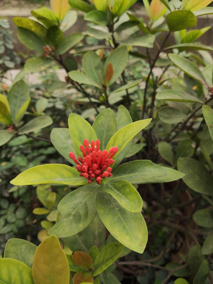 a plant with red flowers and green leaves photo