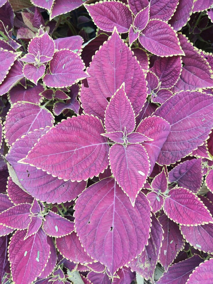 a close up of purple leaves with green leaves photo