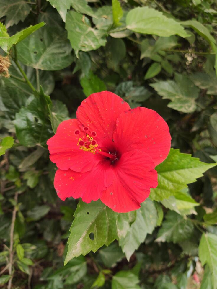Red hibiscus flower blooming in the garden, Bangladesh photo