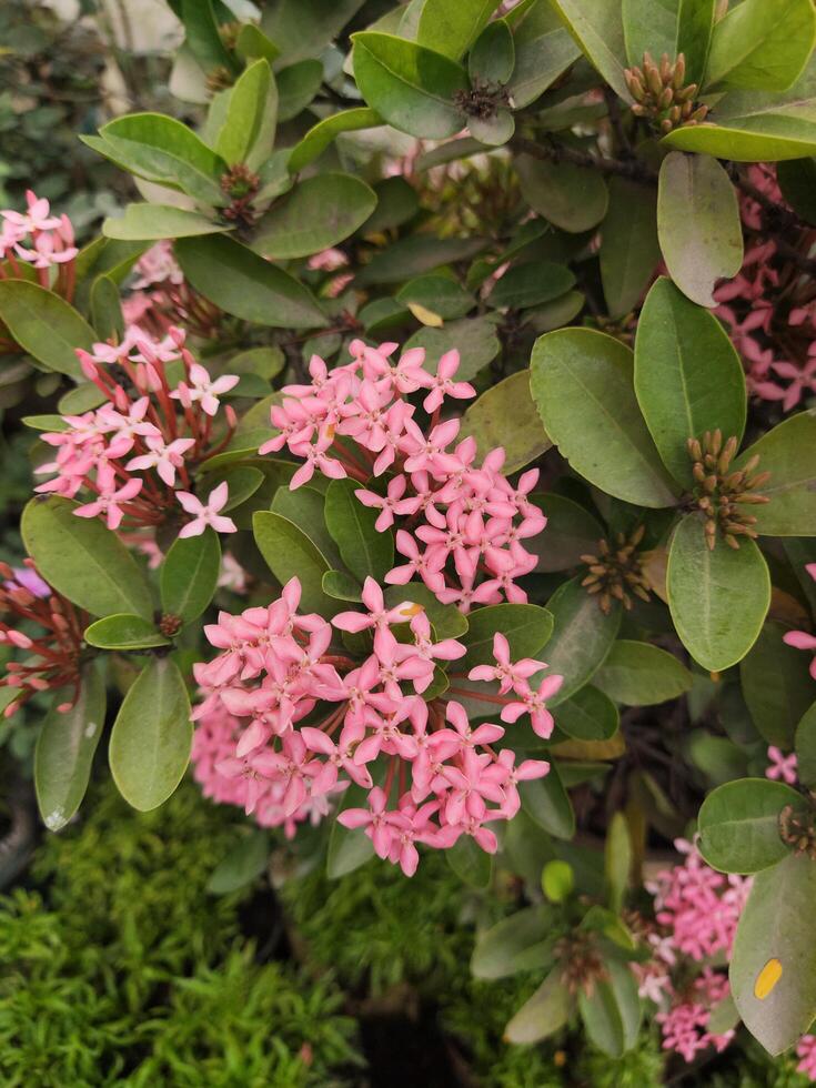 Pink Ixora flower blooming in the garden, stock photo