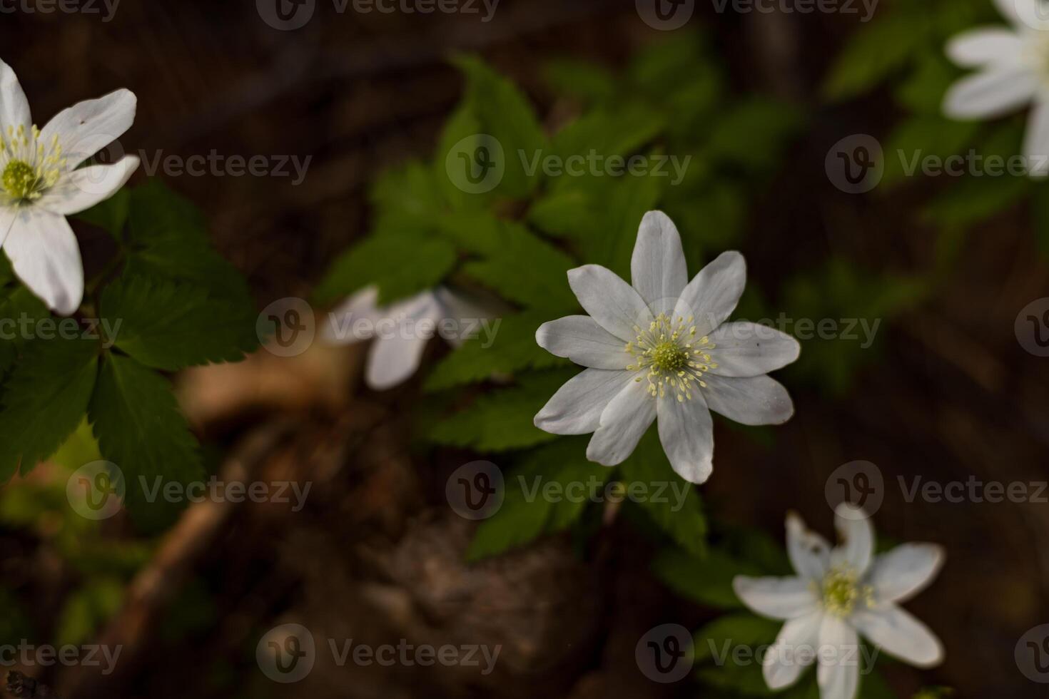 Anemone nemorosa. Wood anemone. White flowers in the forest in spring photo