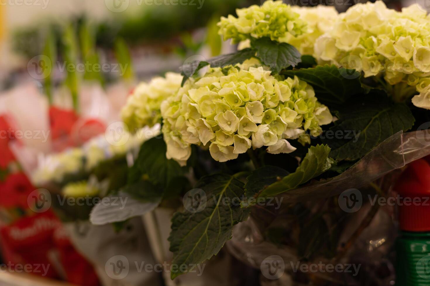 Bouquet of white hydrangea flowers in a flower shop photo