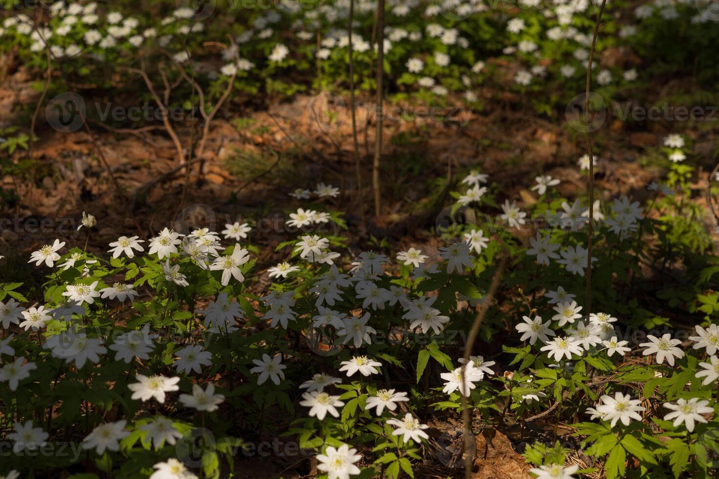 Anemone nemorosa in the forest in early spring. photo
