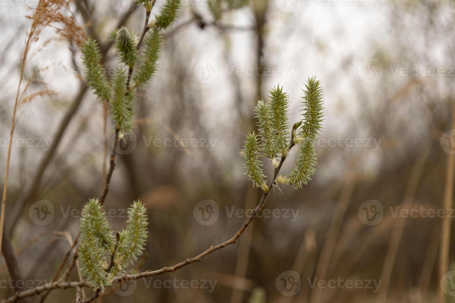 Willow branch with buds in spring. Close-up. Selective focus. photo