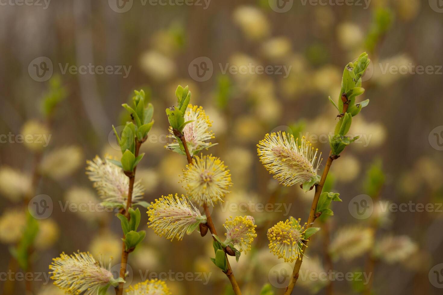Blossoming willow branches in early spring photo