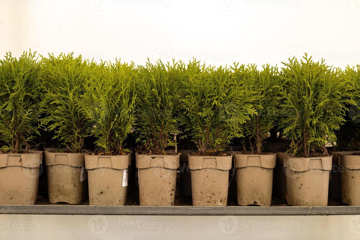 Thuja seedlings in plastic pots on the windowsill, stock photo