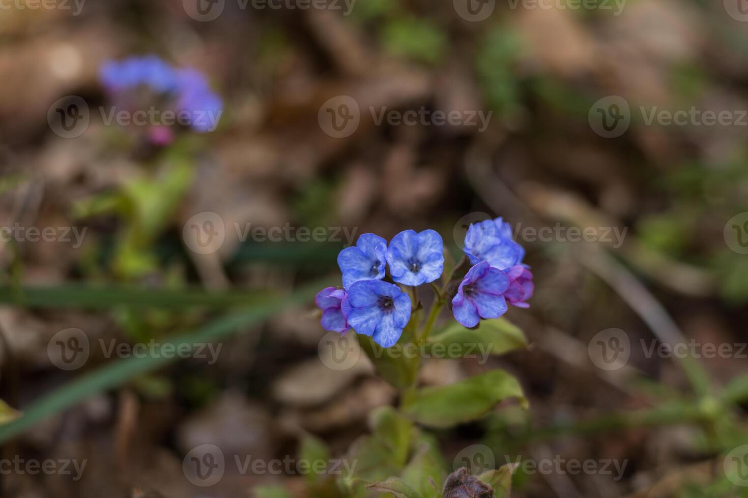 Close-up of a blue spring flower in the forest on a sunny day, pulmonaria officinalis photo