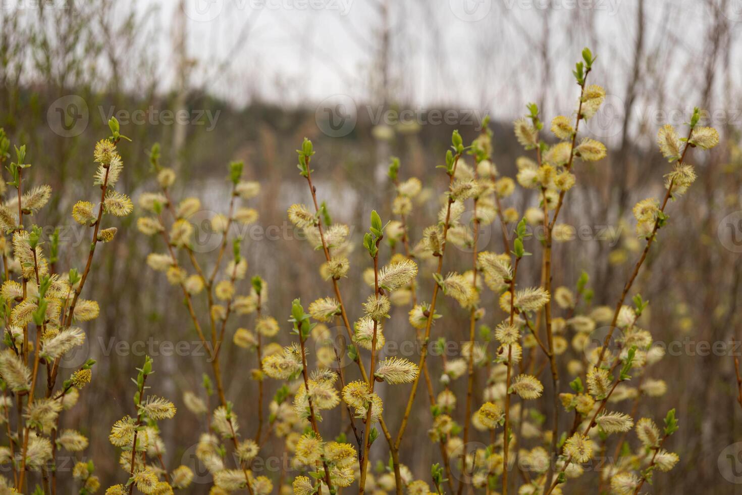 Blooming willow branches on the background of the spring landscape. photo